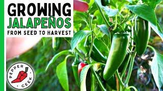 How To Grow Jalapeño Peppers (For Beginners) From Seed To Harvest - Pepper Geek