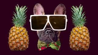 Funny Dog with glasses and pineapples