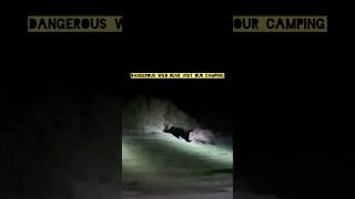 Dangerous Wild Bear Visit Our Camping #camping #nightcamping