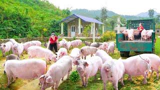 Use Truck Buy Many Pigs To Sell To People - A Day Of Trading Pigs With His Fat Brother. Daily Farm