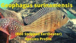 Geophagus surinamensis Species Profile