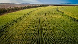 Elders NSW | 'Garawah' & 'Booligal' Blackville, Liverpool Plains