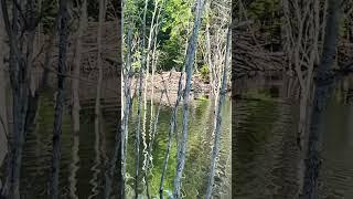 Beaver at Work #beavers #workingbeaver #shorts