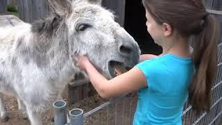 How animals show their gratitude to those who saved them