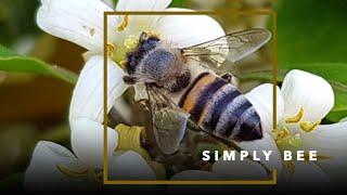 Buzzing about Simply Bee's natural beeswax products