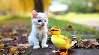 Kitten and Duckling’s Adorable Hug Moment | Tiny Paws & Hugs  #kitten #tiny #flyffy