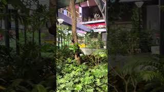 Tropical Rainforest in the Airport.