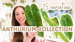 my Anthurium Collection | 15 varieties | common + rare