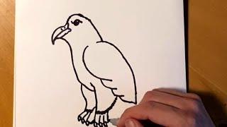 how to draw a bird easy for beginners, draw with Albin Palm