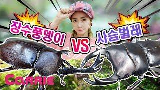 장수풍뎅이 VS 사슴벌레 대결! | 누가 이길까요? | 엘리가 간다 | Dynastid beetle VS Lucanidae