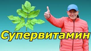 Сныть! Ой, мама, что это? Полезная трава, а мы думали, что сорняк.