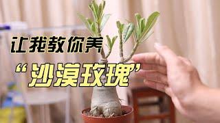 沙漠玫瑰怎么养？园艺师教你，沙漠玫瑰的详细养护技巧