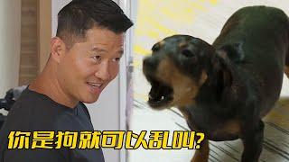 臘腸犬衝到訓犬師腿邊叫囂，主人卻對此毫無反應，訓犬師：你故意的嗎？