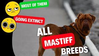 ALL 22 Mastiff Breeds – Most of Them Going Extinct | Dog show