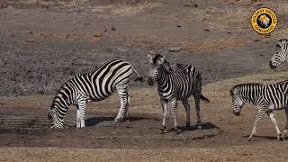 Thirsty Zebra Herd Finds Water