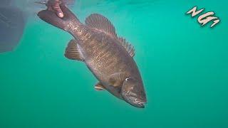 Chasing Big Northern Michigan Smallmouth In Tough Conditions! (Northern Gold Episode One)