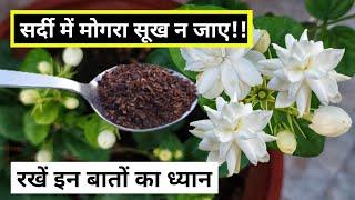 सर्दी में मोगरा को सूखने से कैसे बचाएं. Mogra plant care. Mogra.मोगरा.Mogra plant.Jasmine plant care