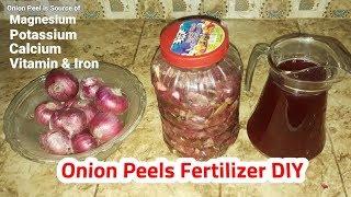 Onion Peels Fertilizer DIY | Homemade fertilizer | Green ustad