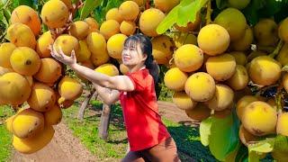 WOMAN Harvesting Longan Hybrid Langsat Goes To Market Sell | Lý Tiểu Luyến