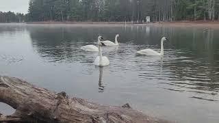 Breakfast with the swans