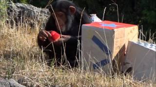 4th of July Celebration with the Chimpanzees