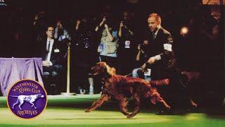 WKC Archives: Irish Setter, Emily