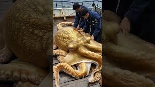 Giant Sea Octopus Caught by Fishermen! #GiantSeaCreatures #FishingDiscoveries #oceanmysteries