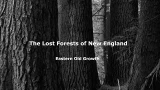 The Lost Forests of New England:  Eastern Old Growth