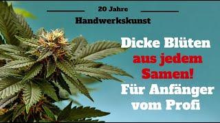 Cannabis Anbau für Anfänger | vom Samen bis zum Blütebeginn | Tutorial Teil 1