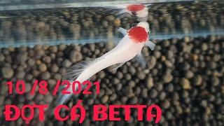 ĐỢT CÁ BETTA 10/8/2021 MARBLE BLUE RIM - NEMO |HungTranBetta