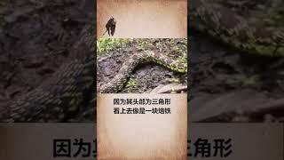 奇闻异事 奇闻趣事 奇闻怪事 奇闻档案录 涨知识 冷知识