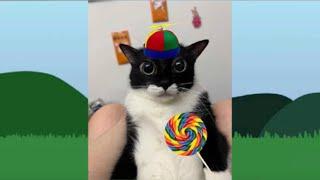 Lollipop Cat - Normal Sounds & Animations (Sprunki Retake)