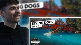 BRITS React to Incredible Dog Challenge: Dog Diving National Championship