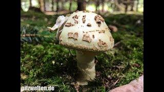 Unzählige Knollenblätterpilze, Gelber Knollenblätterpilz, Gelber Knolli, Amanita Citrina