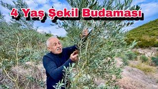 4 Yaş Zeytin Budaması Nasıl Yapılır ? Şekil Budaması Nasıl Yapılır ?