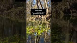 Exploring Florida's Underwater Garden: Nature's Hidden Oasis