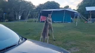 Savage Kangaroo Fight!!!!!