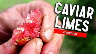 CAVIAR LIMES - A Taste Test of Several Varieties of This Bizarre Fruit (Finger lime comparison)