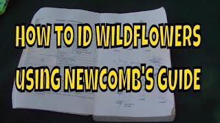 How to ID Wildflowers using Newcomb's Guide