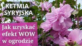 KETMIA SYRYJSKA- HIBISCUS, mój sposób na bujne i długie kwitnienie bajecznych krzewów HIBISCUSA