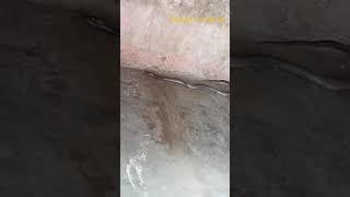 #snake#Trending#snake video nature cobra snake video Manish creation 2.0