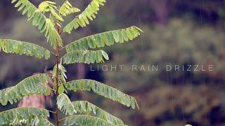 Soft rain to help you sleep Drizzle rain, rain, rain, falling rain, rain, help you fall asleep