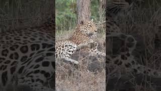 Leopard | Gir National Park | Decemeber 2023