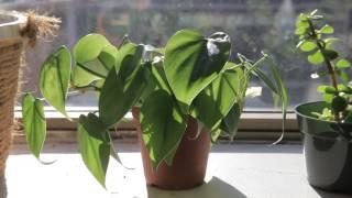 The Secret Life of Plants, A Short Film by Catherine Cheong