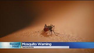 Record Heat Brings Mosquitoes Out In Sacramento