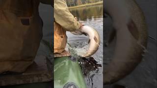 А когда легко было?#ямал #рыбалка #активныйотдых #рыба #лес #fishing #forest #fish #activity #янао