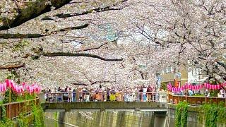 4K Sakura Festivali / Sorularınızı Cevapladım