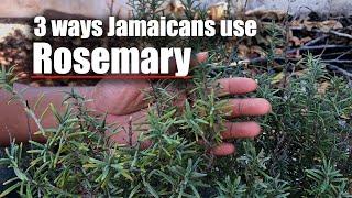 3 Benefits Of Jamaican Rosemary Herb