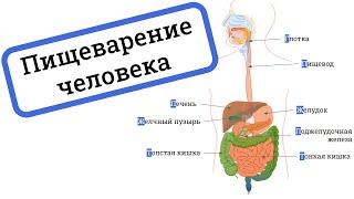 ПИЩЕВАРИТЕЛЬНАЯ СИСТЕМА человека, ферменты / ПИЩЕВАРЕНИЕ человека