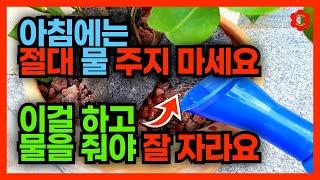 이걸 넣고(?) 물을 줘야 하는 진짜이유ㅣ절대 식물에 물 주지마세요, 의미없습니다‍️ㅣ손해보기 싫으면 끝까지 볼 것! 물은 이렇게 줘야 합니다 (2024년 최신 꿀팁)